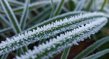 Closeup of frosted blades of grass covered in ice crystals