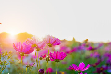 Obraz premium Colorful cosmos flowers blooming in a garden with soft sunlight shining through, creating a gentle, warm and peaceful atmosphere that represents natural . 