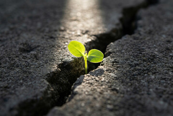 Green seedling growing from concrete crack illuminated by ray of hope