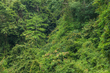 Dense Tropical Rainforest Vegetation Lush Green Jungle Nature Background