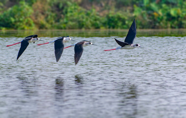 Birds and wild animal
