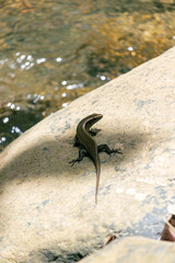 Small Lizard Resting on Sunlit Rock Near Water
