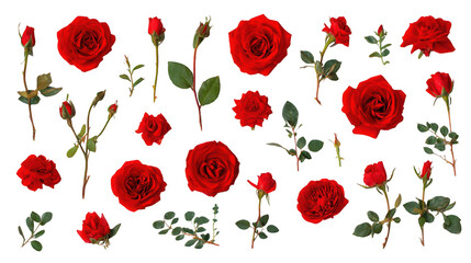 set of red roses isolated on a white background