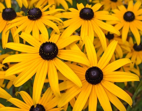 A close-up view of numerous vibrant yellow flowers with dark centers, creating a captivating floral arrangement. The image is full of detail - Powered by Adobe