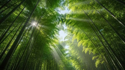 Sunlit Bamboo Forest Path with Dappled Light &mdash; Serene Japanese Landscape