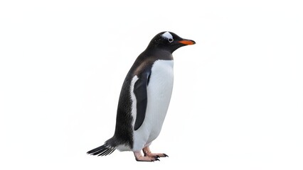 Gentoo penguin standing isolated against clean white background, side profile