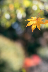 秋の公園で黄色い葉っぱが一枚垂れ下がり　シンプルな自然の風景　