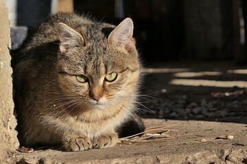 Cute young fluffy female tabby crossbreed cat sitting in entrance of garden shed, looking forward....