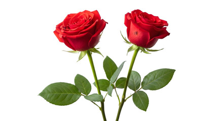Fototapeta premium Two vibrant red roses with lush green leaves stand tall against a black backdrop