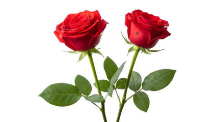 Two vibrant red roses with lush green leaves stand tall against a black backdrop