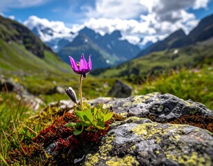 Purple flower on rock with majestic alpine mountains and valley under cloudy blue sky