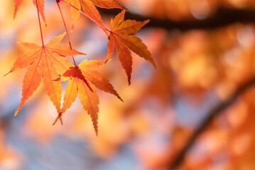 オレンジ色の葉っぱが太陽に照らされて美しく光る光景　秋の公園の風景