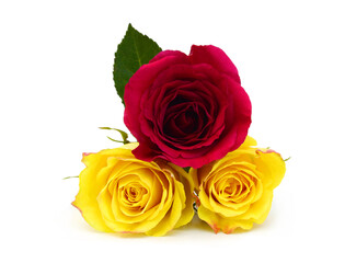 Yellow and red rose Flowers isolated on white background