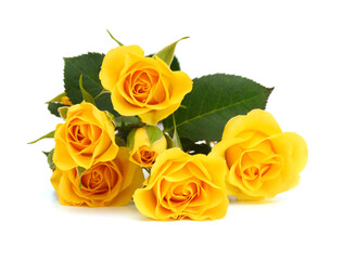 Yellow rose  flowers isolated on white background