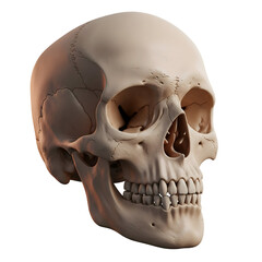 Obraz premium Detailed anatomical study of a human skull, capturing every intricate detail of the skeletal structure, which is a symbol of mortality and the complexities of human form.