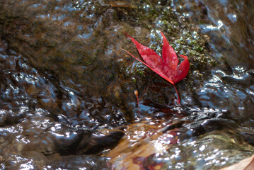 川に落ちた紅葉が濡れながら岩肌に