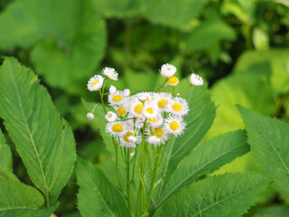 植物　白い花　風景