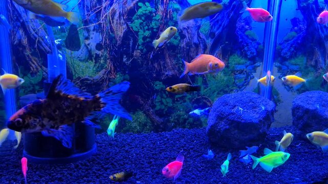 Colorful Ornamental Fish Swimming in Aquarium with Vibrant Neon Blue Lighting.