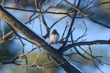 Black-Eyed Junco Perched on Twisted Winter Branches