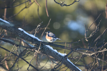 Eastern Bluebird Perched on Snow-Dusted Branches in Winter