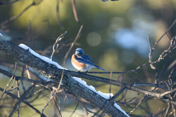 Eastern Bluebird Perched on Snow-Dusted Branches in Winter