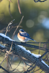 Eastern Bluebird Perched on Snow-Dusted Branches in Winter