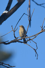 Purple Finch Perched on Winter Branches in Natural Habitat