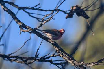Purple Finch Perched on Winter Branches in Natural Habitat