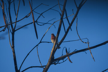Purple Finch Perched on Winter Branches in Natural Habitat