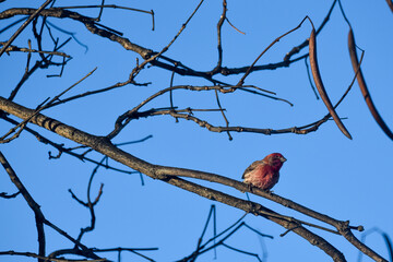 Purple Finch Perched on Winter Branches in Natural Habitat