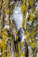 Obraz premium Vertical Tree Bark with Moss and Snow