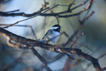 Black-Capped Chickadee Perched on Bare Winter Branches