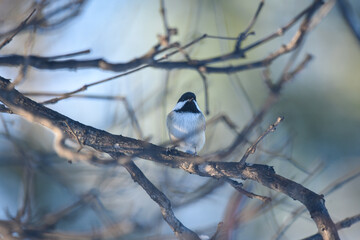 Black-Capped Chickadee Perched on Bare Winter Branches © Hello Jess