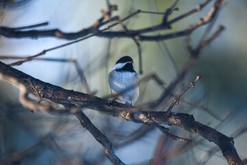 Black-Capped Chickadee Perched on Bare Winter Branches © Hello Jess