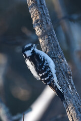 Downy Woodpecker Clinging to a Tree Trunk in Winter Forest