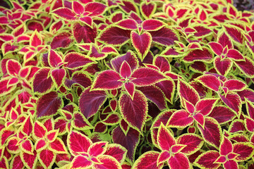 Natural colorful plectranthus scutellarioides closeup