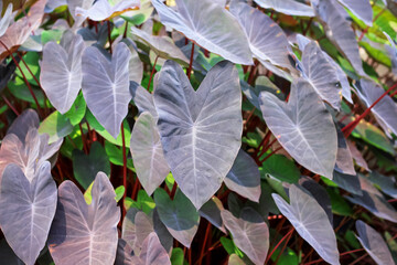 Ccolocasia esculenta closeup natural background