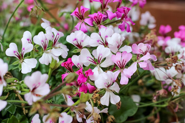 Pelargonium peltatum flower blooming or colorful ivy geranium field in garden