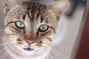 Cat looking at the camera closeup face