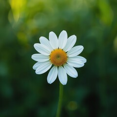 Fototapeta premium white daisy flower