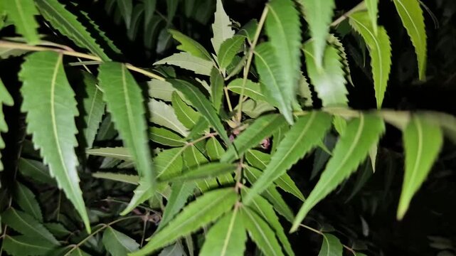 Azadirachta indica branches of neem tree leaves at night with black background. natural medicine	