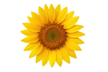 Naklejka premium Sunflower head with bright yellow petals isolated