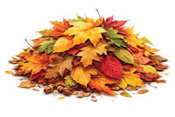 autumn leaves on white background