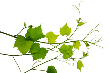 Green fresh grape leaf. Grape leaves vine branch with tendrils and young leaves. Small grape branch on transparent, png
