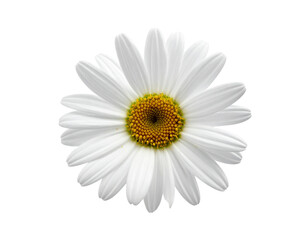 A single white daisy flower with a yellow center isolated on a white background.
