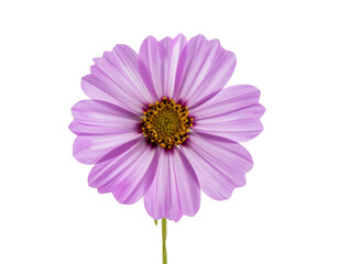 A single purple daisy flower isolated on a white background.