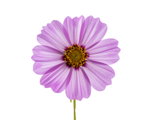A single purple daisy flower isolated on a white background.