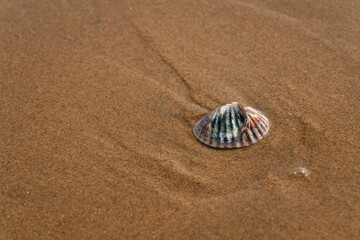 Scallop shell on the sand of the Yantai Golden Beach Coastal Park on the shore of Bohai Bay in the Yellow Sea on a sunny summer day, Yantai, Shandong, China