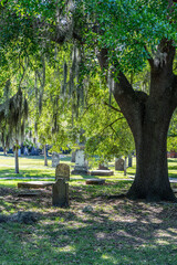 Historic Bonaventure Cemetery: Moss-draped oaks shade ancient gravestones.