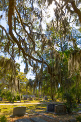 Bonaventure Cemetery: Sunlit Spanish moss drapes historic graves.